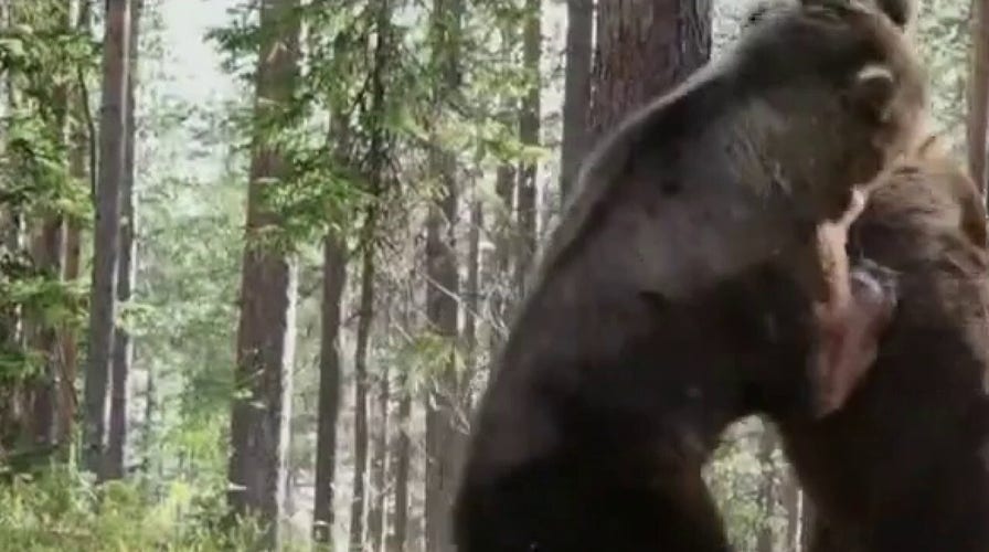 Wildlife expert warns its time to bear down with rise in bear attacks