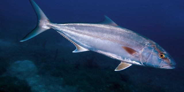 Greater Amberjack