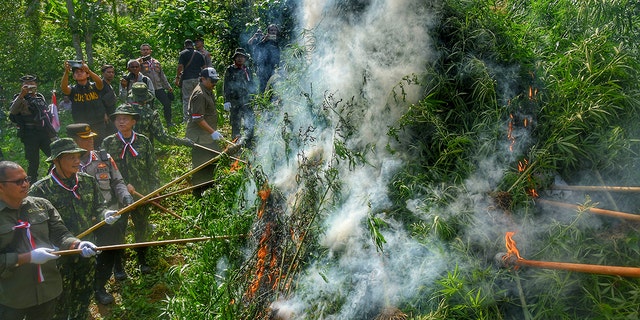 Police officers and personel of National Narcotics Agency burn marjiauna trees
