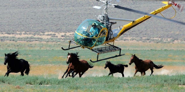 helicopter rounds up horses
