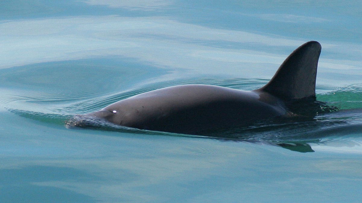 vaquita porpoise swims 