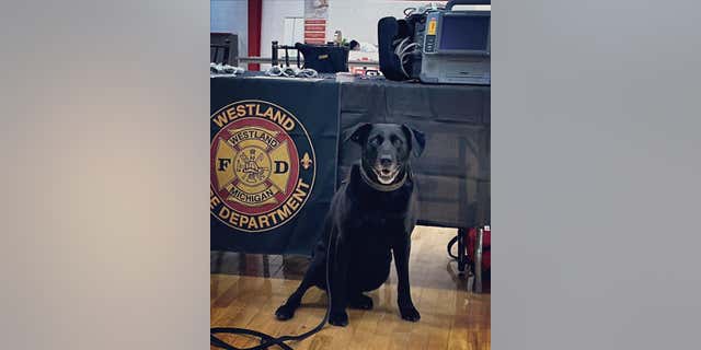 fire department dog