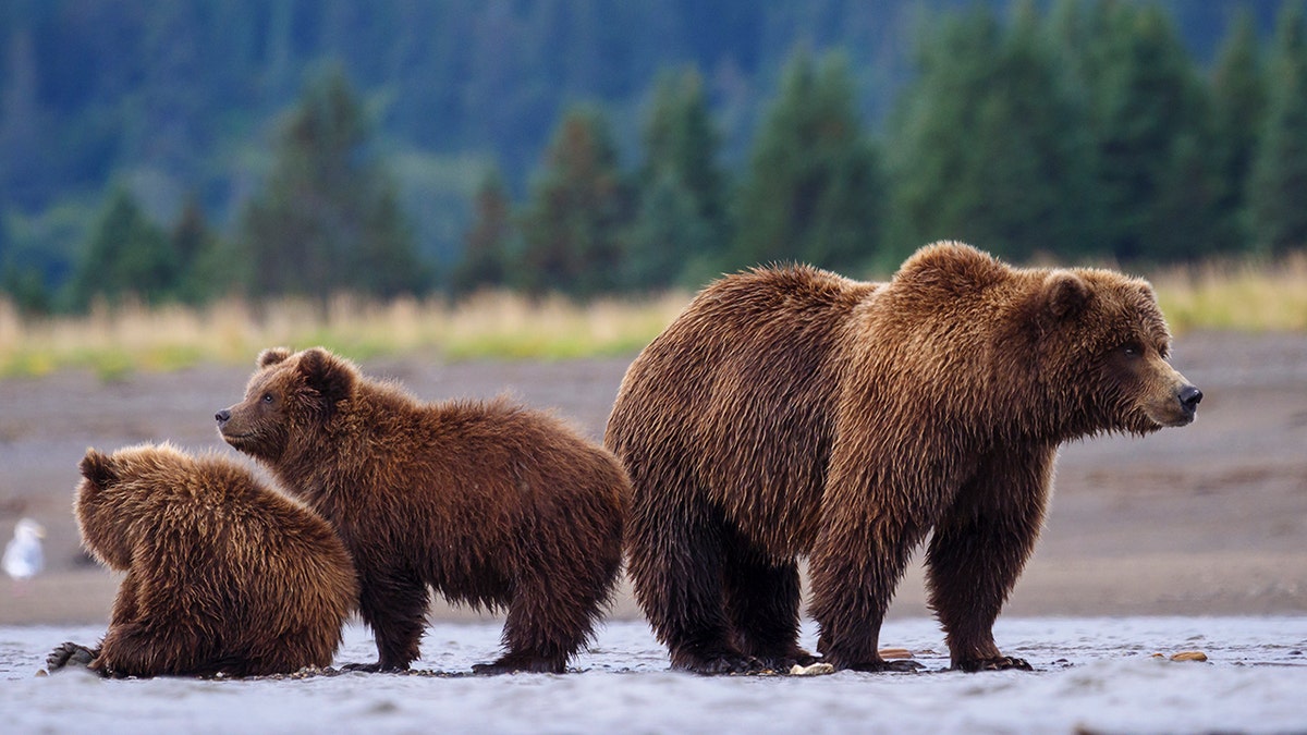 A grizzly bear and two cubs in Alaska