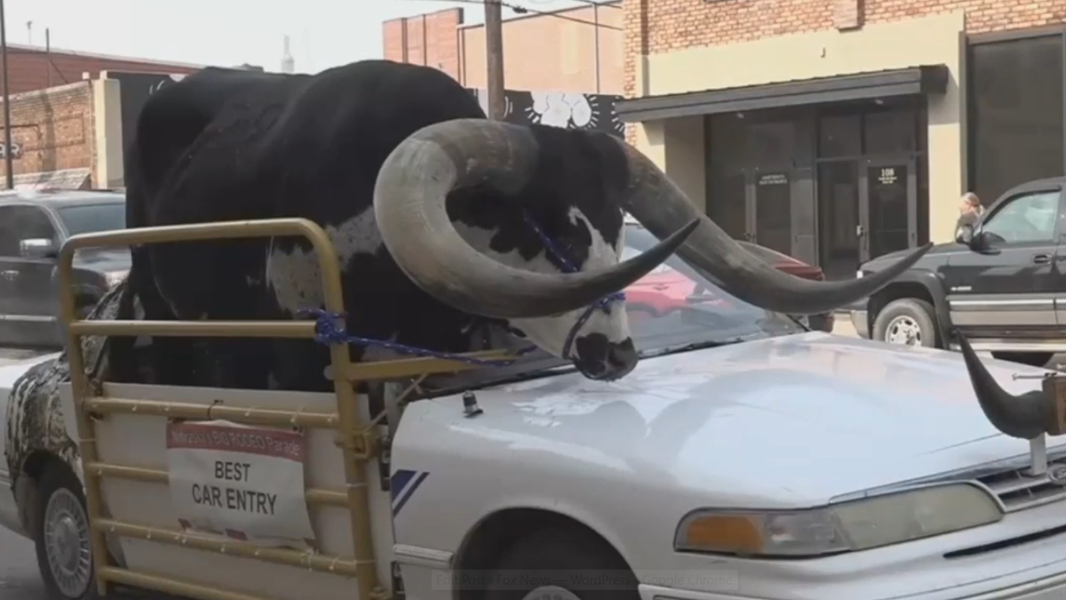 Norfolk police officer inspects bull in car