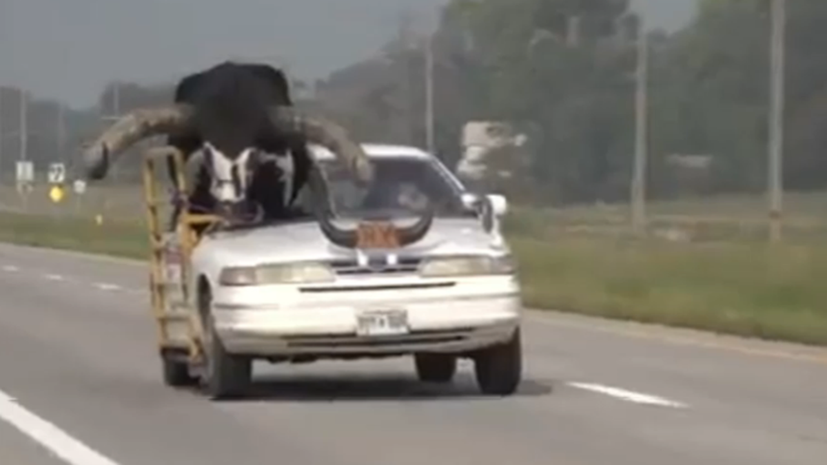 Bull rides shotgun in car in Nebraska