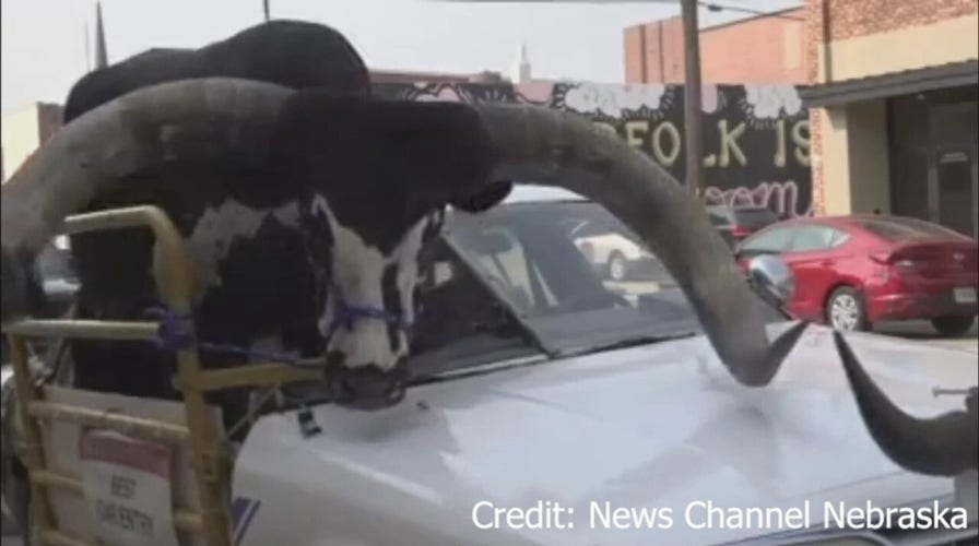 Bull rides in passenger seat of car