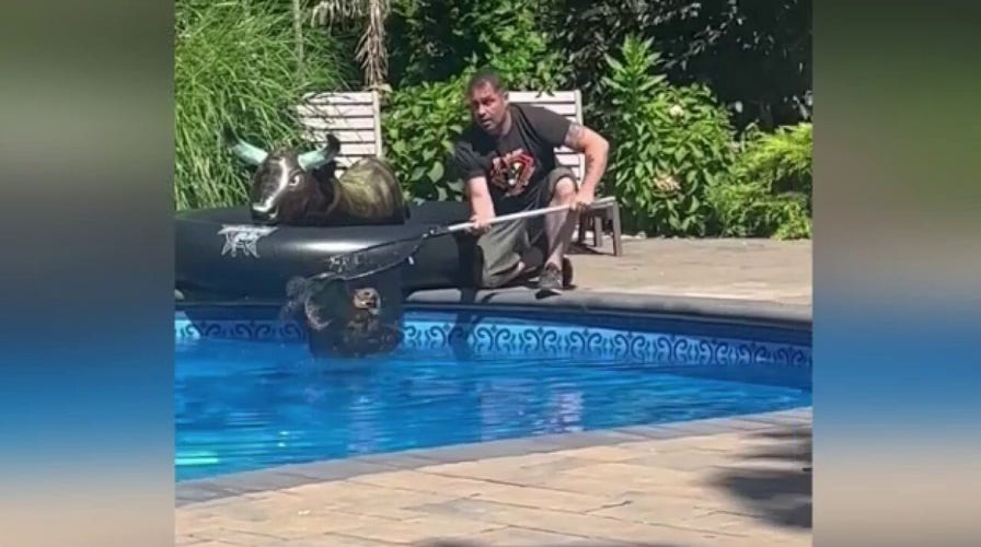 Strong Island Animal Rescue League in New York rescues great horned owl from swimming pool