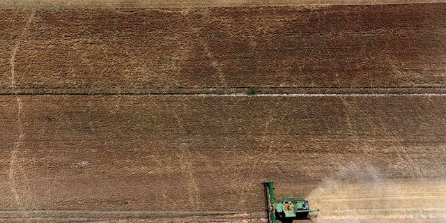 Farmers harvest a grain field 