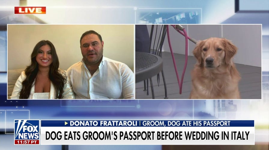 Dog eats groom's passport before Italian wedding
