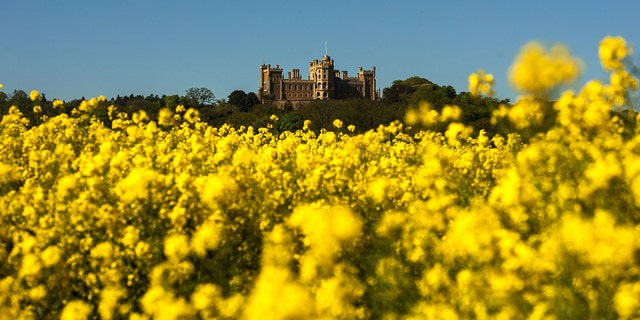 Rapeseed fields in front of Belvoir Castle, Leicestershire