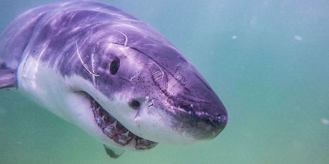 Cape Cod Sharks