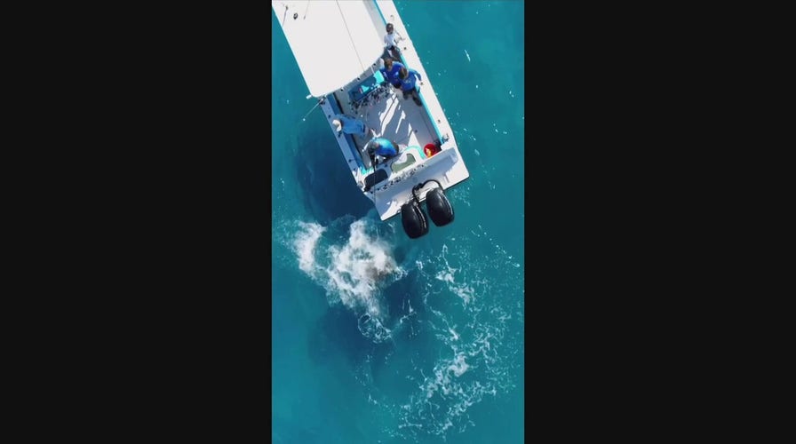 Bull shark repeatedly and violently attacks Florida fishermans boat