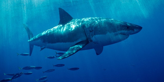 A great white shark swims