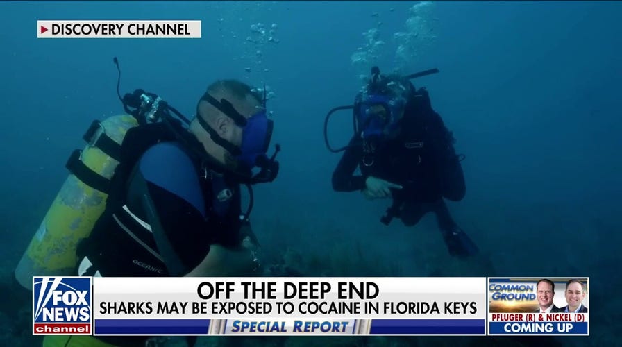 Experts exploring how cocaine and other drugs impact marine life