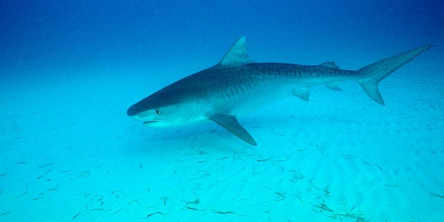 Tiger Shark swimming off Bahamas