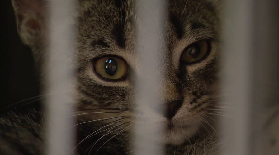 Nearly 100 Michigan cats and kittens in need home after being rescued from elderly mans home