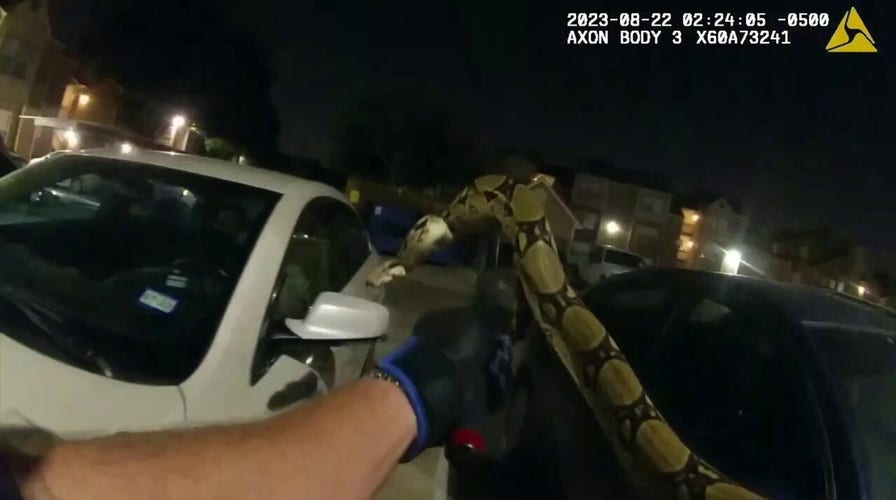 Texas deputy captures large snake in parking lot: 'What a beautiful snake'