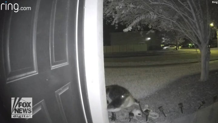 Alligator approaches Florida woman's front door: Doorbell camera footage