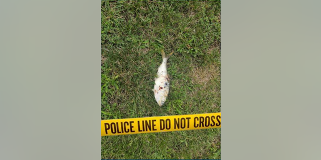 Dead fish on grass behind police line