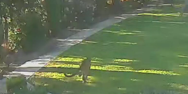California mountain lion runs away