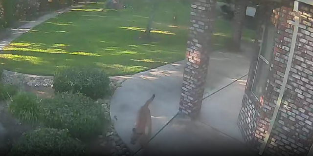 California dog chases mountain lion