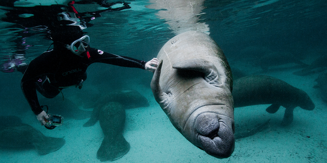 Florida manatee seen underwater