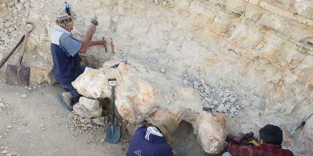 Paleontologists digging