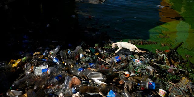 cat walks over trash lining Lake Maracaibo