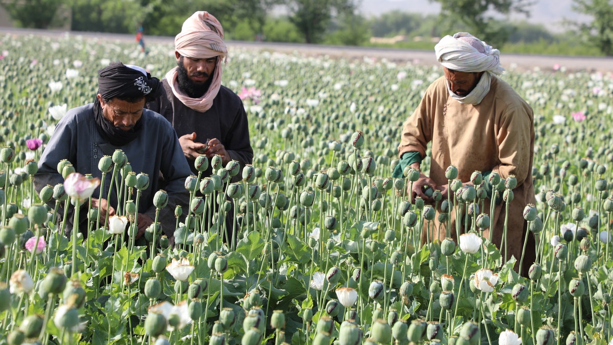 Afghanistan poppy field and workers