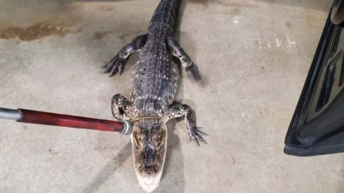 captured alligator
