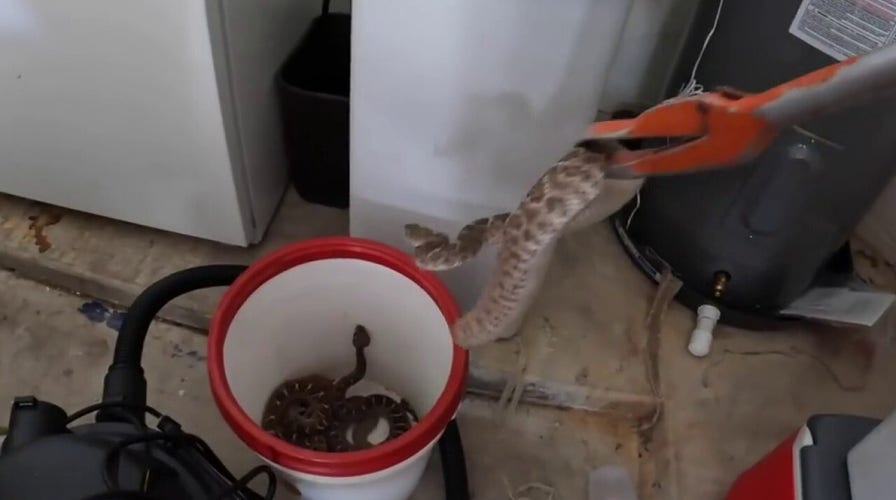 Arizona pest control removes 20 rattlesnakes from man’s home