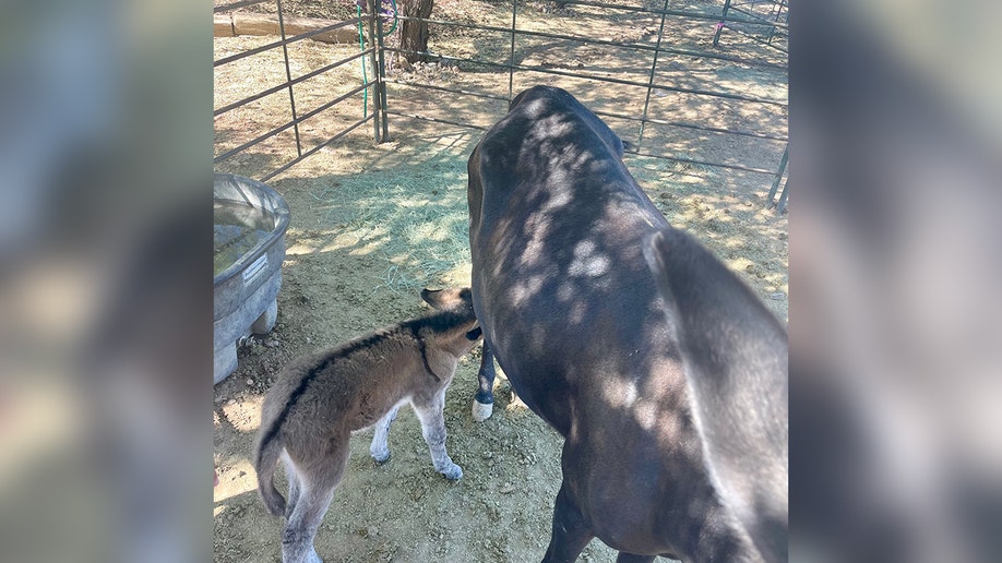 Burro saved matched with a nursing mother burro