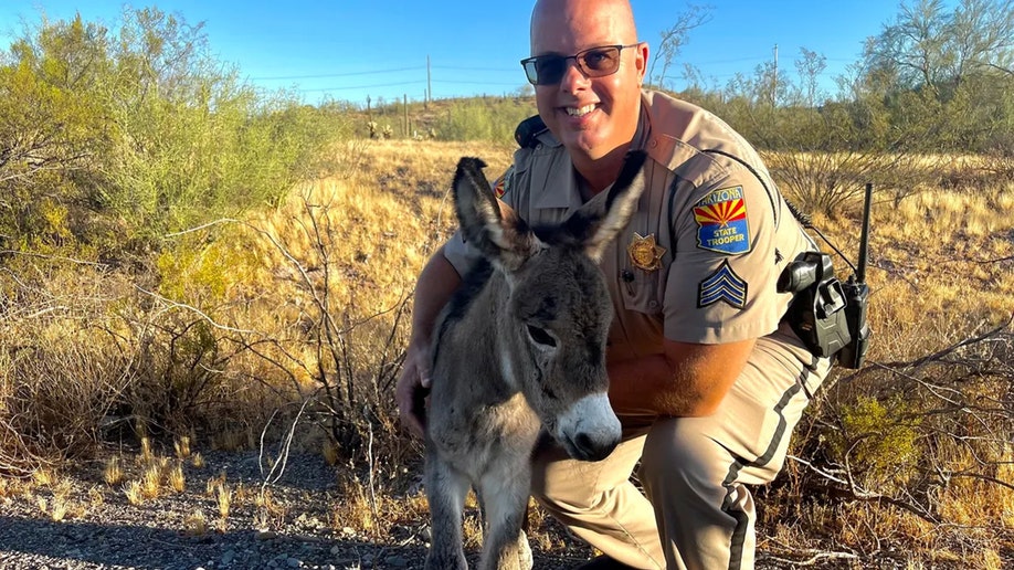 AZ trooper saves burro after mom hit, killed on highway