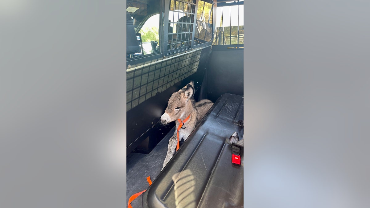 Burro in the back of Arizona DPS trooper cruiser