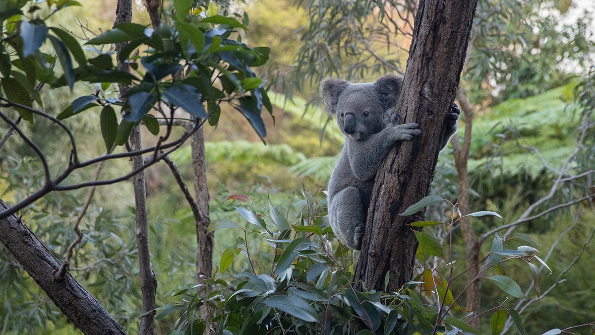 A koala at Taronga Zoo is Sydney, Australia 