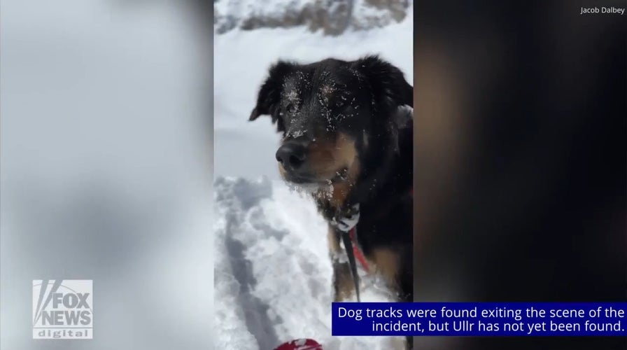 Colorado man survives major avalanche, still searching for pet dog