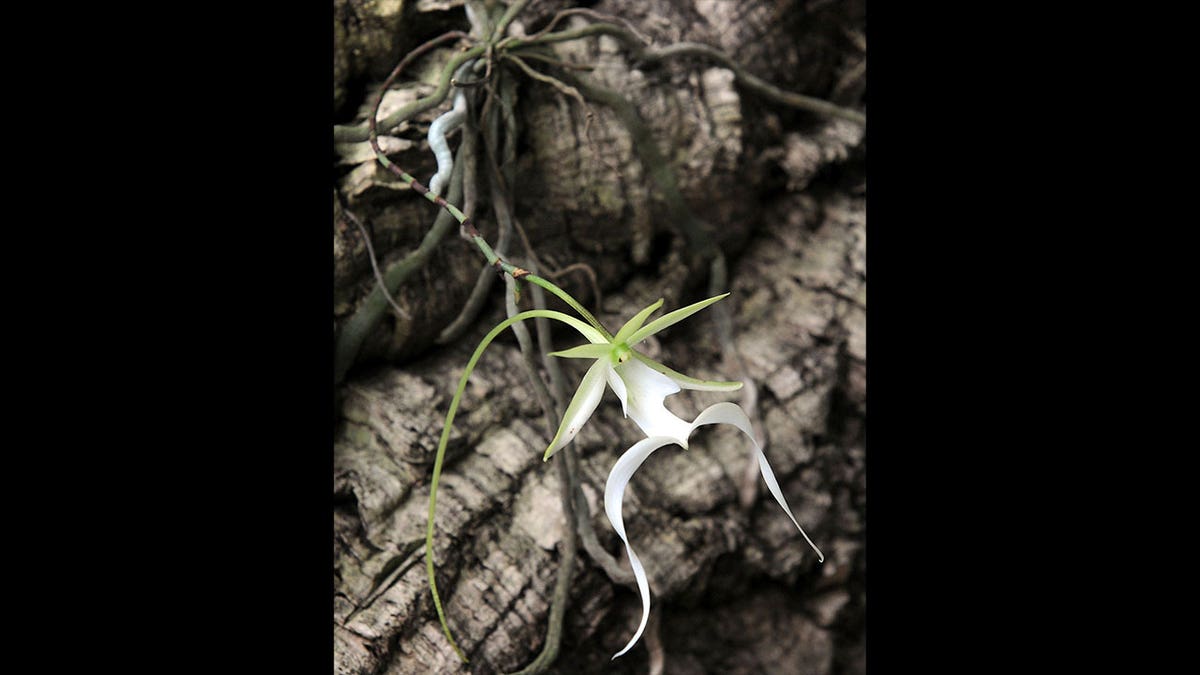rare ghost orchid
