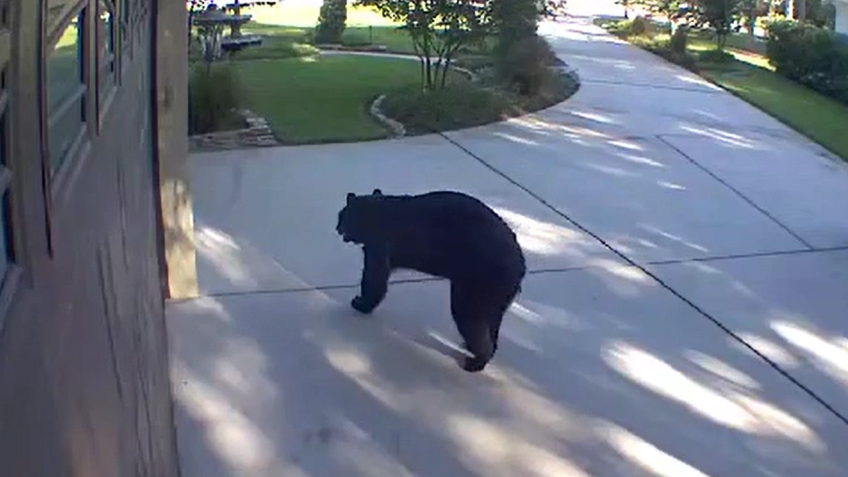 Three-legged black bear in Florida