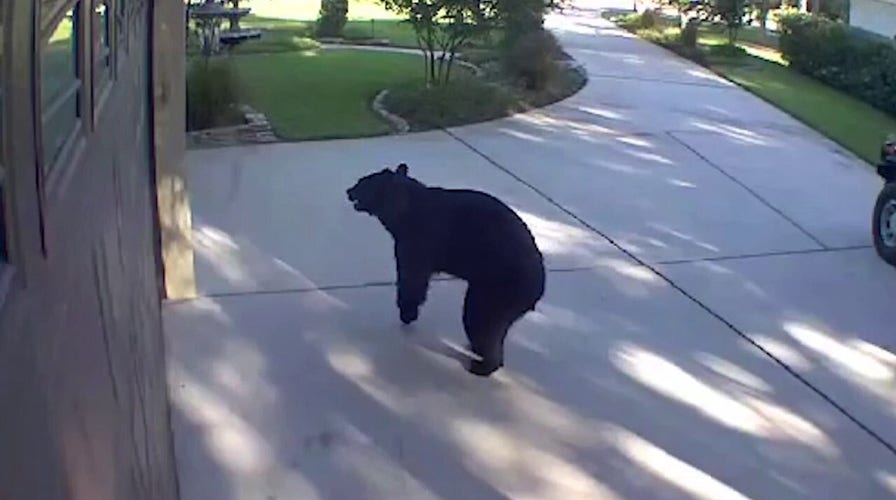 A three-legged bear breaks into a Florida home’s outdoor bar