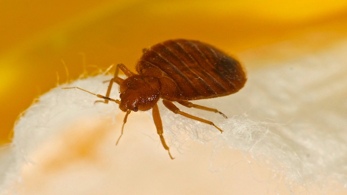 BED BUG UP CLOSE