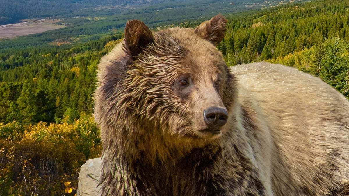 Grizzly in Glacier National Park