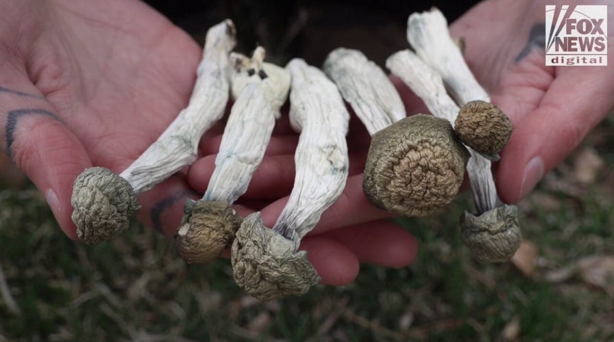 PSYCHEDELIC CITY: Hallucinogenic drug community mushrooms in Denver