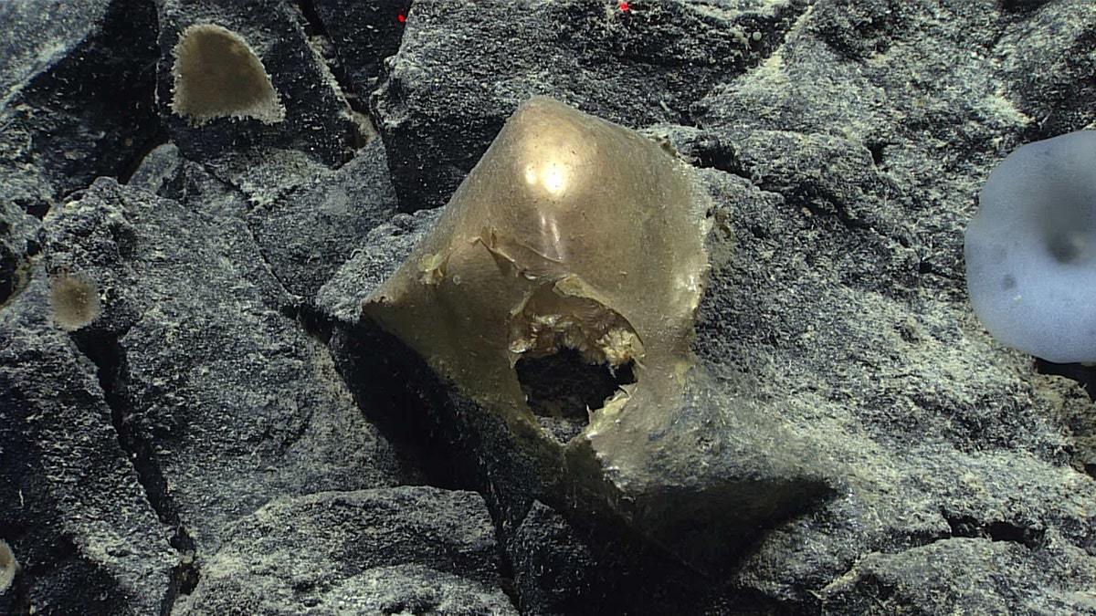 Golden orb found on rocky seafloor near Alaska