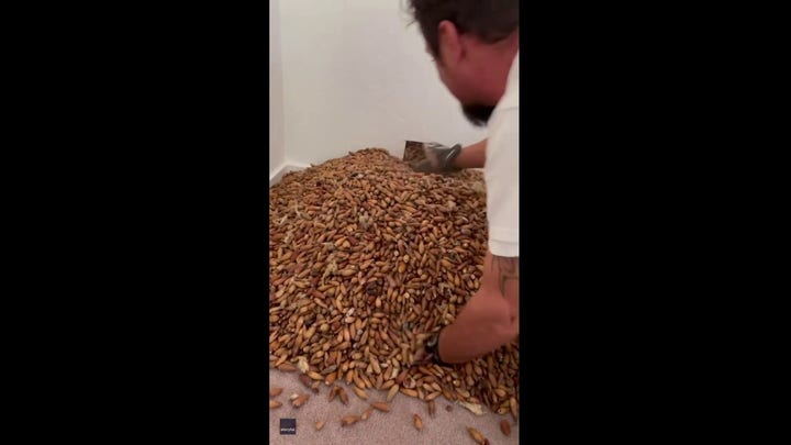 California home reveals stunning collection of acorns packed by woodpeckers