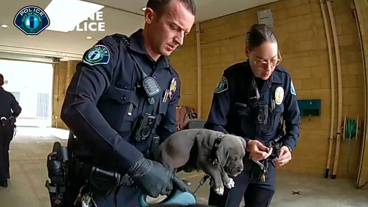 police hold puppy