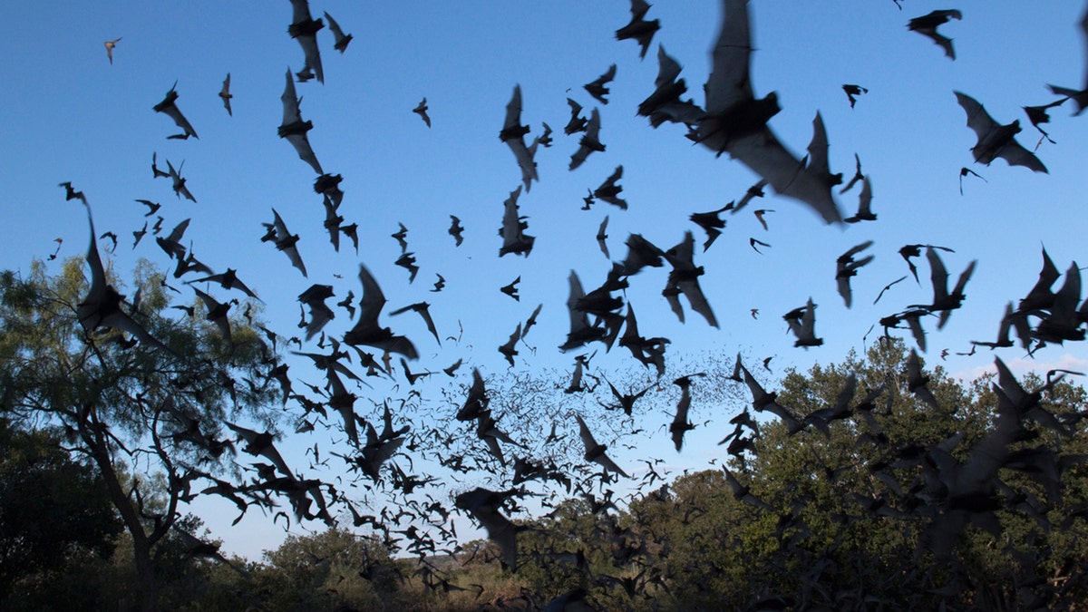 Bats in Austin, Texas