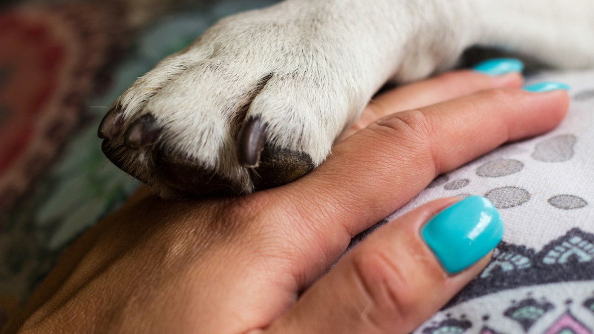 Close up of a human holding a dog paw