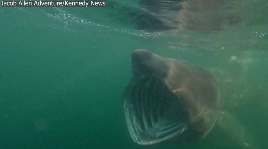 Shark with massive jaw circles nervous paddleboarder in ‘eerie’ footage