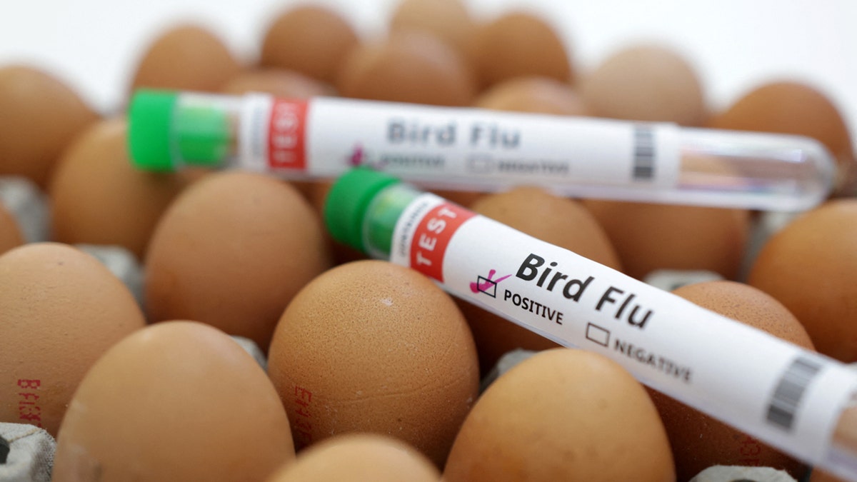 Bird flu vaccine