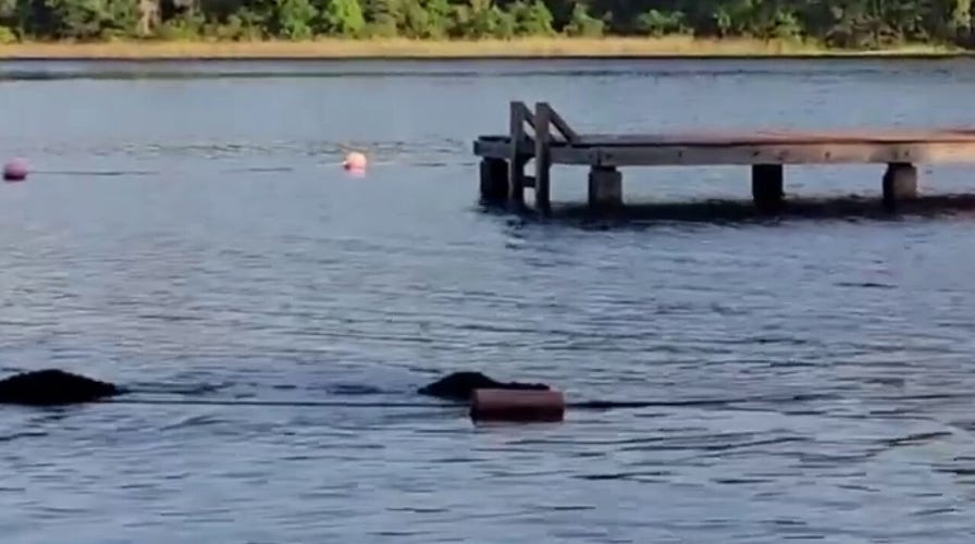 Massive alligator swims toward children playing in Houston lake
